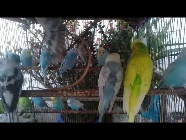 'Video thumbnail for 🛋️ Background Budgie Chirping While Working From Home – Increase Productivity 💼 #WFH'