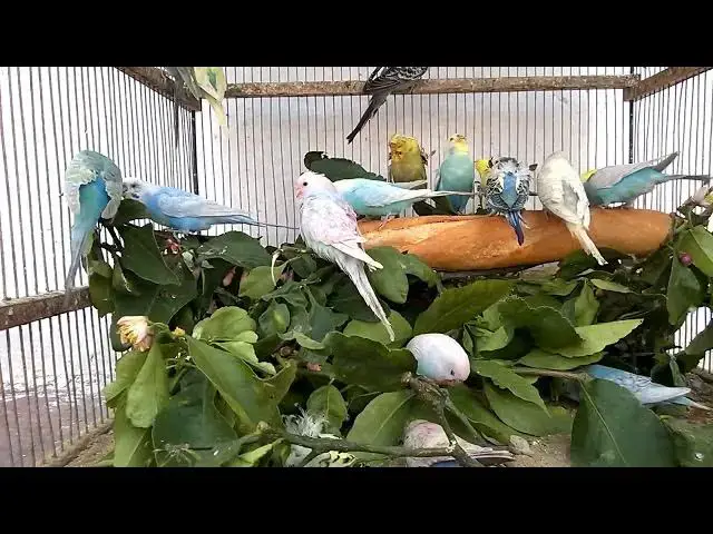 'Video thumbnail for How to Get Your Budgie to Step Up'