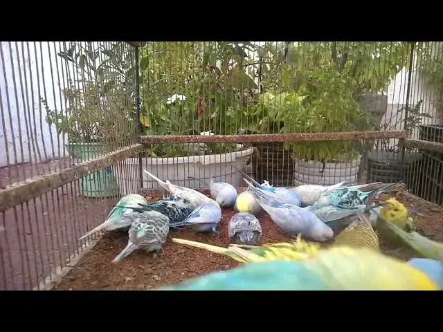 'Video thumbnail for Parakeet Tantrum Caught on Video! 😡🐦😂'