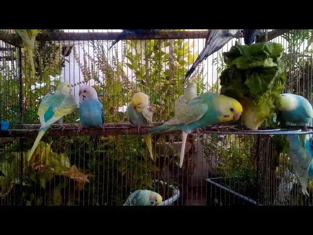 'Video thumbnail for 🕊️ インコたちがくれる平和なひととき'