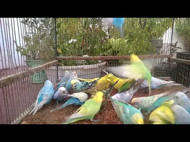 'Video thumbnail for Budgie Tries to Talk… and Fails Adorably 🤣🗣️'