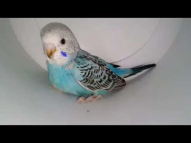 'Video thumbnail for Discover the Rainbow The Most Beautiful Budgie Colors! 🌈💚💛'