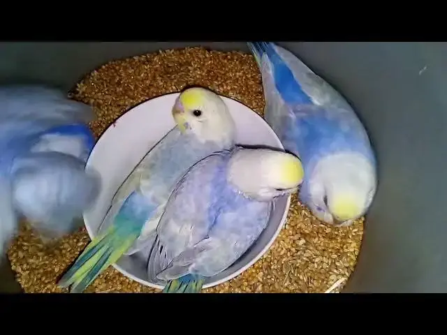 'Video thumbnail for The Rainbow of Budgies Stunning Colors You Won't Believe! 🌈✨ #BudgieLife'