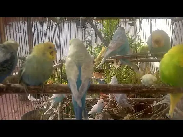 'Video thumbnail for Funny Budgie Sounds That Will Make You Laugh! 😂 #funnyvideo'