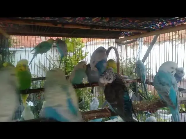 'Video thumbnail for Why Rainbow Parakeets Make the Best Pets A Complete Guide! 🦜💖 #Shorts'