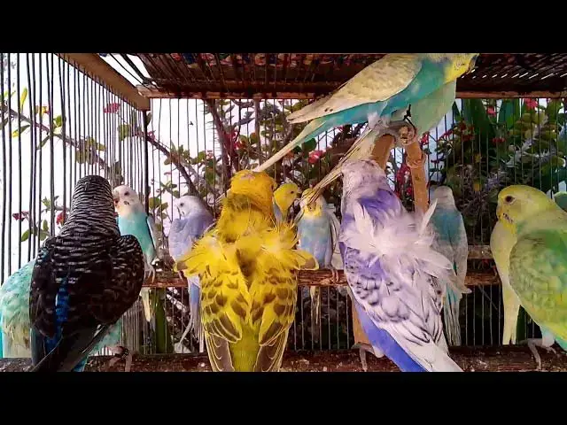 'Video thumbnail for アルビノインコのやさしいさえずり🤍🎵'