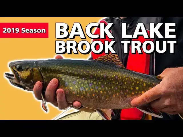 'Video thumbnail for Back Lake Brook Trout'