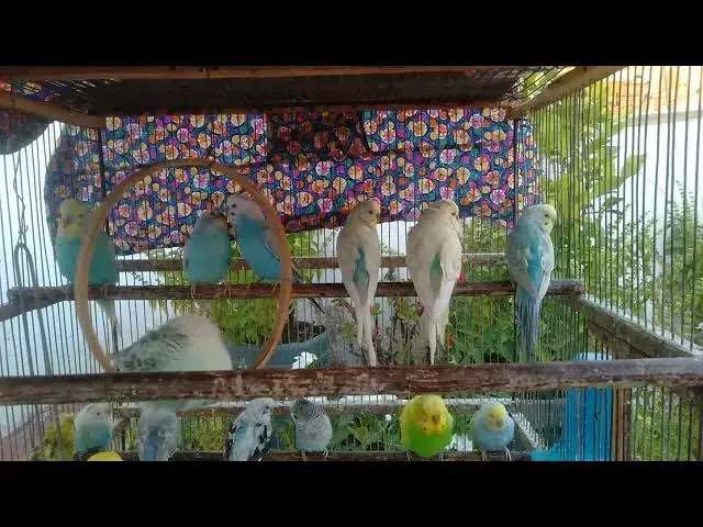 'Video thumbnail for Discover the Stunning World of Rare Budgie Colors! 🌈💖 #CuteAndColorful'
