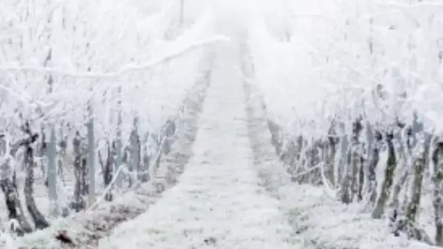 'Video thumbnail for This Frost That Killed Thousands Is Still A Mystery'