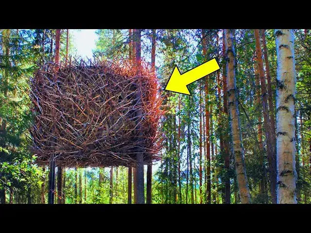 'Video thumbnail for Park Ranger Turns Pale Seeing This Strange Nest - He Evacuates The Area'