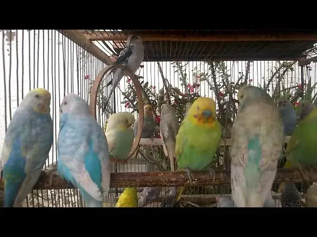 'Video thumbnail for How to Train Your Budgie Tips for a Happy and Healthy Bird! 💛'