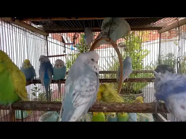 'Video thumbnail for 💎 Beautiful Budgies Singing in Slow Motion!  Visual & Audio Bliss 🐦🎬'