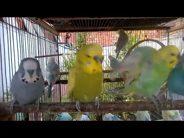 'Video thumbnail for 🔊 Top 10 Cutest Budgie Sounds!  Whistles, Tweets, and Chatter 🐥🎧'