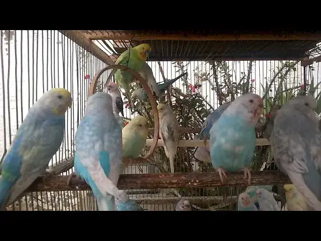 'Video thumbnail for The Cutest Budgie Showcase Unveiling Stunning Colors! 💚💛 #Parakeet #Shorts'