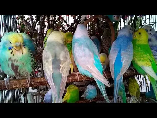 'Video thumbnail for 💸 Earn Money Online with Budgie Chirping Videos – How To Start 📈 #YouTubeSEO #BirdNiche'