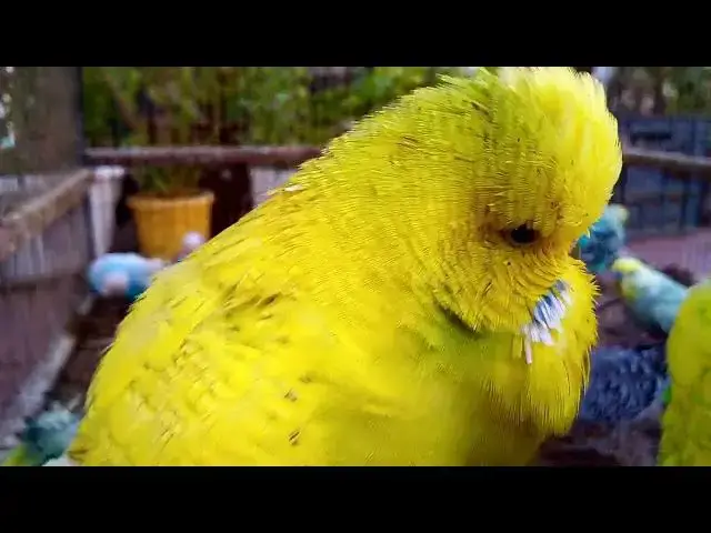 'Video thumbnail for 🎶 Budgie Chirping with Piano – Calming Music Mix for Stress Relief & Productivity 🎹 #PianoBird'