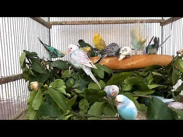 'Video thumbnail for How to Stop Your Budgie from Biting'