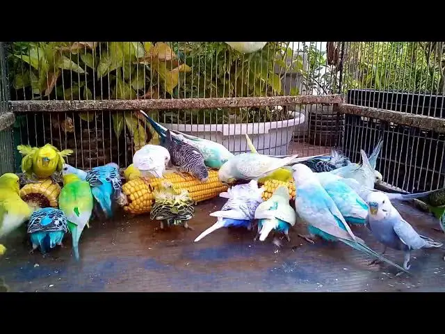 'Video thumbnail for セキセイインコのナチュラルサウンド🐦🎵｜音だけで幸せ気分'