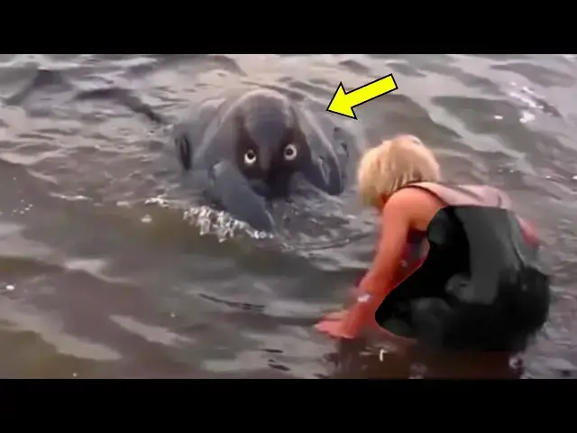 'Video thumbnail for Woman Notices Strange Creature In River. She Turns Pale After Coming Closer'