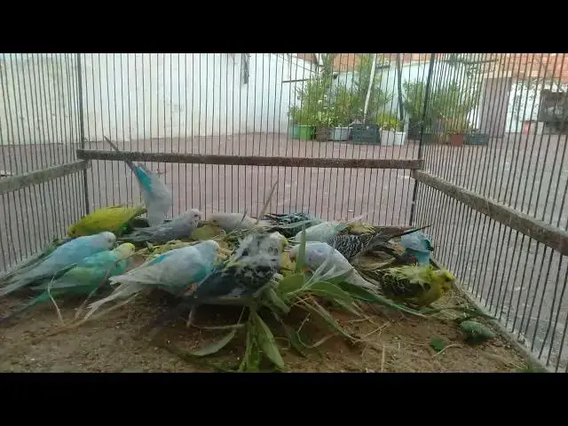 'Video thumbnail for 🎶 Soothing Budgie Sounds for Relaxation – Nature’s Music Box! 💤🕊️'