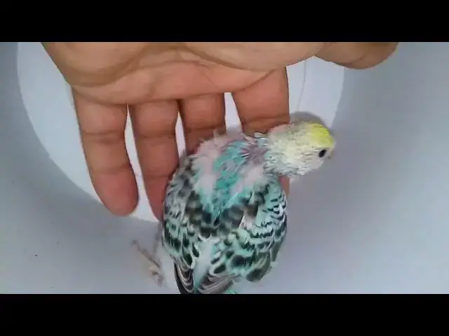 'Video thumbnail for The Art of Budgie Colors Nature's Masterpieces! 🎨💚 #Love #Cute'