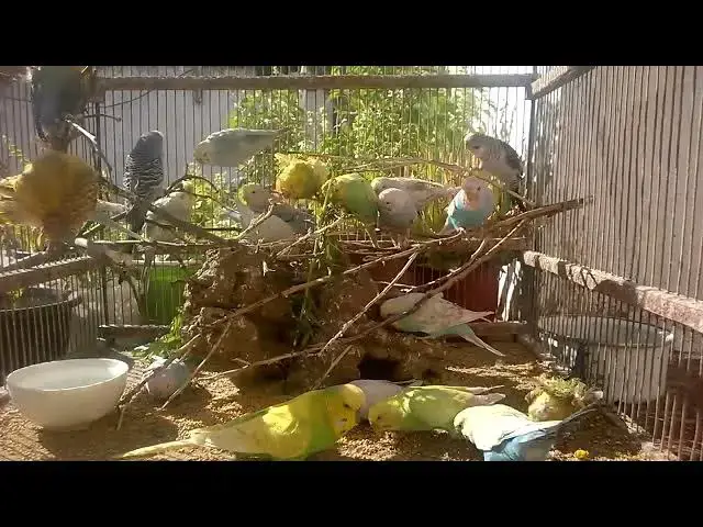 'Video thumbnail for Cute and Funny Budgie Moments You Can't Miss! 😂💚 #Shorts'
