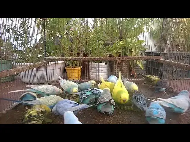 'Video thumbnail for Who Taught This Parakeet to Dance Like That! 💃🤣'