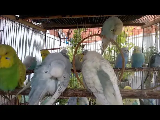 'Video thumbnail for 🎼 Musical Budgies  Birds Singing in Harmony 🎹🐥'