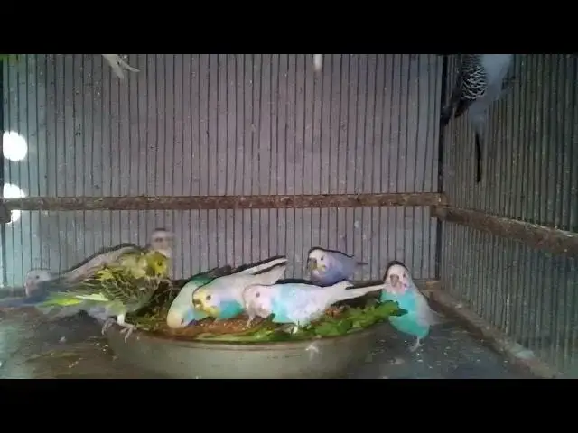 'Video thumbnail for How to Encourage a Budgie to Eat Vegetables'