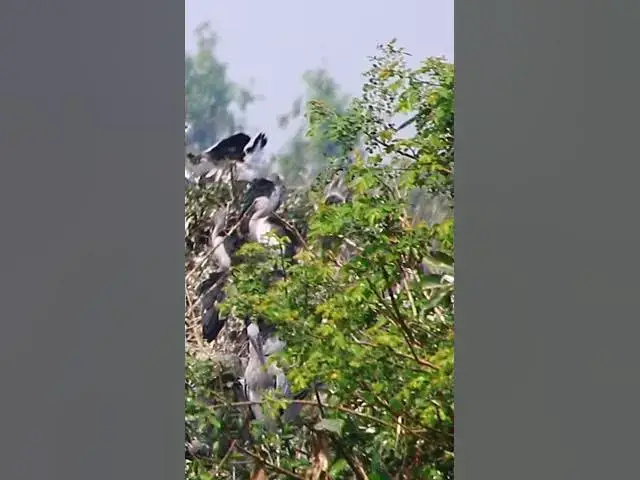 'Video thumbnail for Wild bird & Nest a lot birs EP 19 #birds #nestbird #birdalot #birdfeed #birdeat'