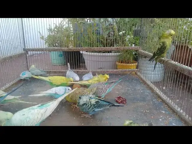 'Video thumbnail for Budgie Color Explosion Discover the Rarest Mutations! 💖💚'