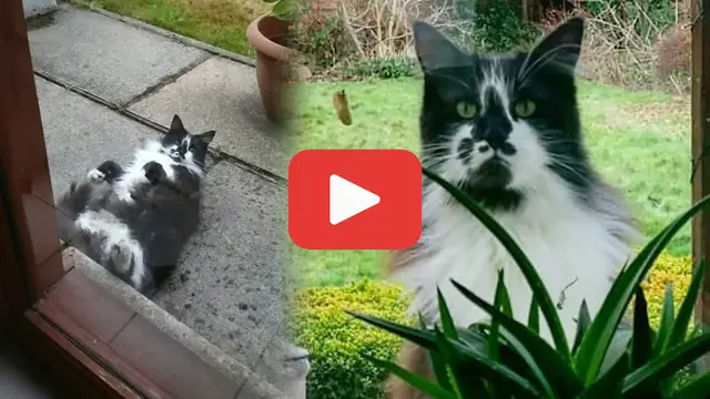 'Video thumbnail for Five Years of Waiting—The Cat Who Chose His Family'