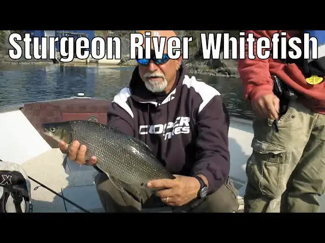 'Video thumbnail for Sturgeon River Whitefish | Fish'n Canada'