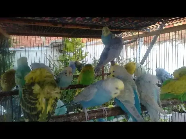 'Video thumbnail for Unlocking the Secrets to a Happy Budgie Taming Made Easy! 💚✨ #Shorts #Love'