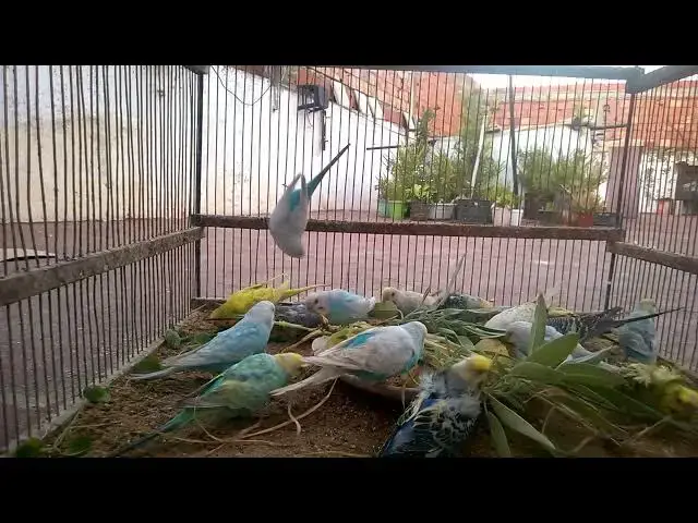 'Video thumbnail for 🎤 Talking Budgies Compilation – Funniest & Cutest Voices Ever! 😂💬'
