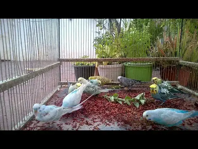 'Video thumbnail for 🚀 From Albino to Lutino The ULTIMATE Guide to Budgie Mutations! 🦜🔥'