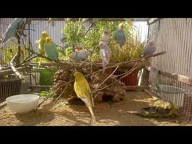 'Video thumbnail for The Ultimate Guide to Budgie Sounds What They Mean! 💚💛'