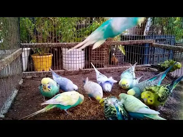 'Video thumbnail for 🌿 Nature Ambience Budgies Singing in the Morning – Wake Up to Bird Songs 🌅 #MorningMotivation'