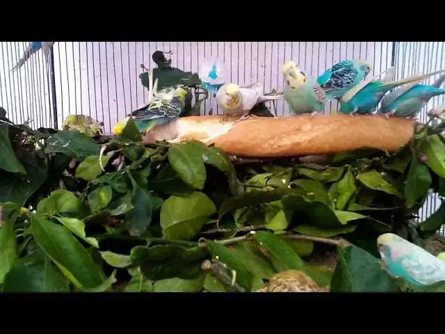 'Video thumbnail for How to Tell If Your Budgie Is Overweight'
