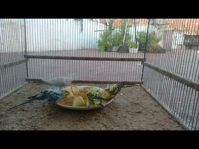 'Video thumbnail for 💎 Rare Budgie Mutations That Look Too Beautiful to Be Real! 😍'