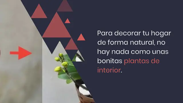 'Video thumbnail for Las 13 plantas más bonitas para tener en casa en 2022:'