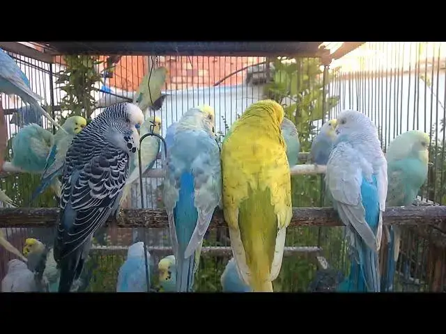 'Video thumbnail for The Ultimate Guide to Rare Budgie Colors Meet the Beauties! 🦜❤️'