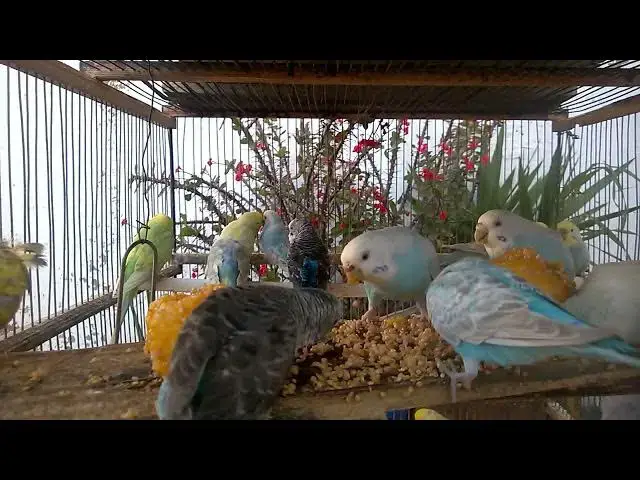 'Video thumbnail for 🌈🌟 BREEDING Budgie LEGENDS for LEGENDARY PROFITS! ✨ The MOST SOUGHT AFTER and LUCRATIVE Mutations'