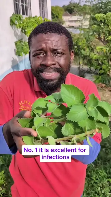 'Video thumbnail for Six benefit of OREGANO'