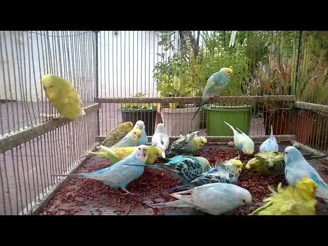 'Video thumbnail for 🔥 Top 10 Most Stunning Budgerigar Color Mutations EVER! 🐤🌈'