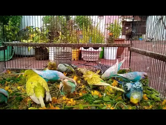 'Video thumbnail for 10 Reasons Why Budgies Make the Best Pets! 💖💛 #BudgieLife #Shorts'