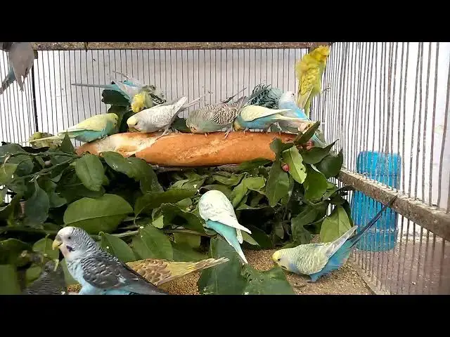 'Video thumbnail for Budgies Playing With Mirror – Good or Bad'