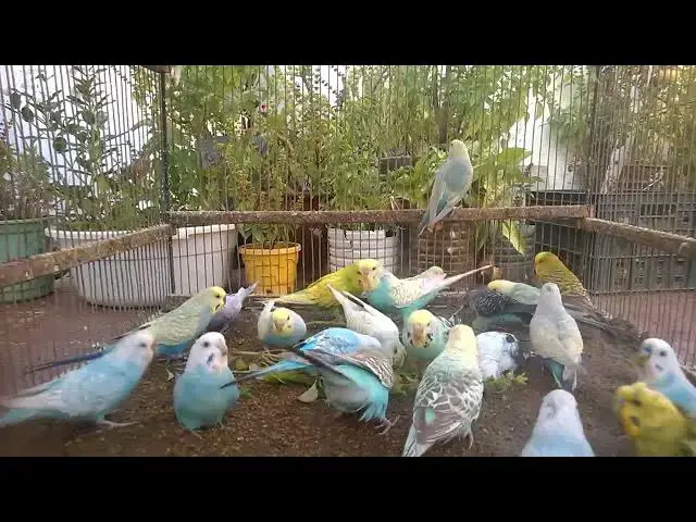'Video thumbnail for Budgie Comedy Show! Laugh Out Loud Moments 🎭🐥'