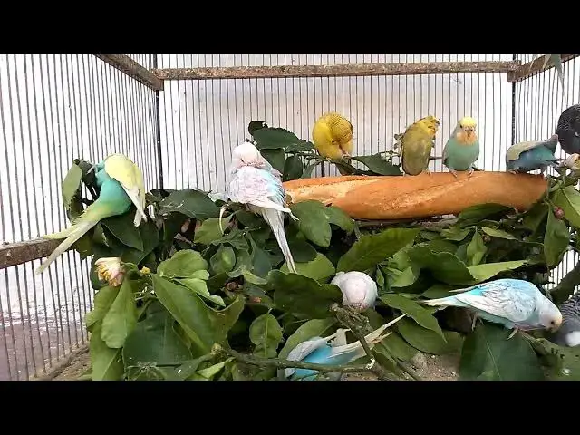 'Video thumbnail for Budgie Playing With Toys Compilation'
