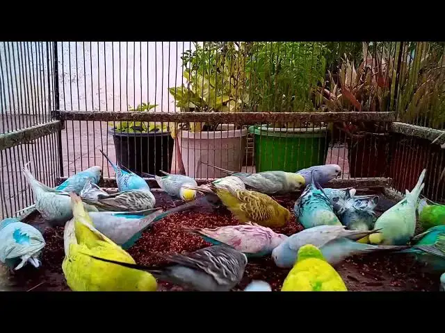 'Video thumbnail for 🔬 Microscopic Wonders What Causes Budgie Mutations 🌌🧐'